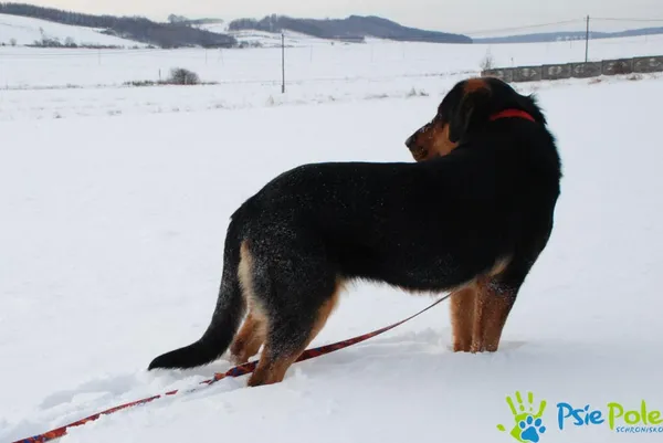 Pies do adopcji, Racławice, 27 grudnia 2023 (5/5)