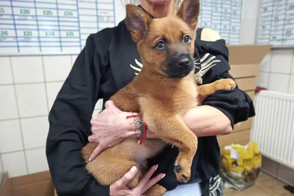 Znaleziono psa, Toruń, 23 grudnia 2023