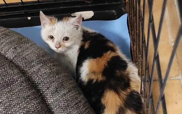 Znaleziono kota, Toruń, 25 grudnia 2023