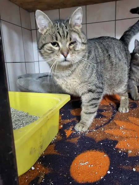 Kot do adopcji, Orzechowce, 22 grudnia 2023