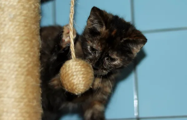 Kot do adopcji, Dłużyna Górna, 28 grudnia 2023 (5/5)