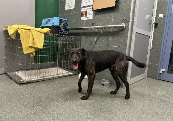 Znaleziono psa, Warszawa, 28 grudnia 2023