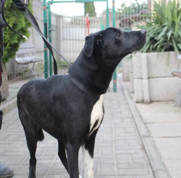 Znaleziono psa, Łódź, 28 grudnia 2023 (2/5)