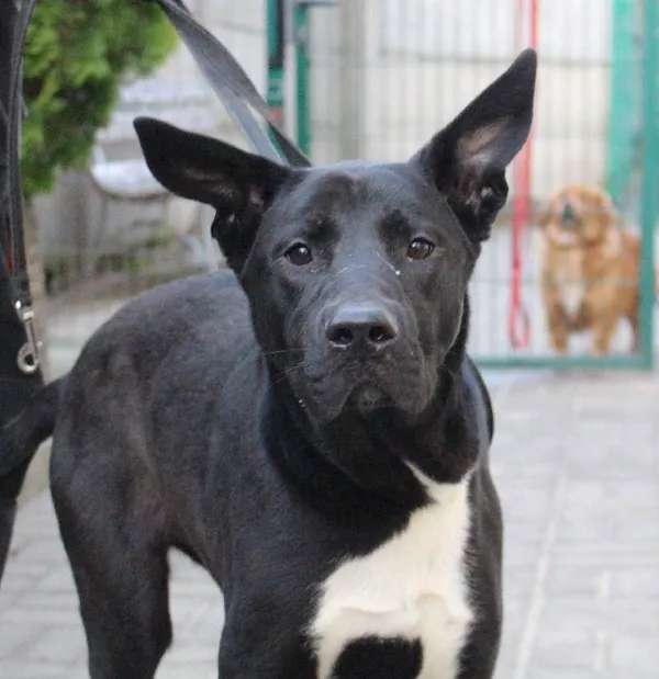 Znaleziono psa, Łódź, 28 grudnia 2023 (3/5)