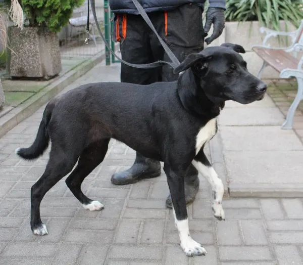 Znaleziono psa, Łódź, 28 grudnia 2023 (4/5)