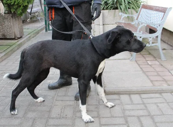 Znaleziono psa, Łódź, 28 grudnia 2023 (5/5)