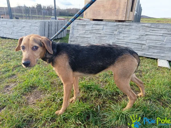 Pies do adopcji, Racławice, 28 grudnia 2023 (4/4)
