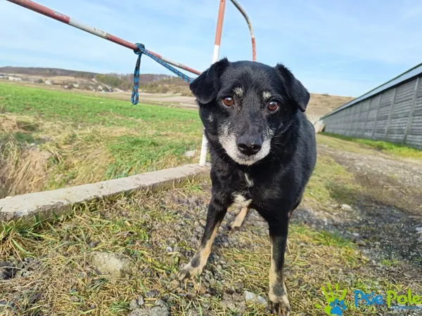 Pies do adopcji, Racławice, 28 grudnia 2023 (1/3)