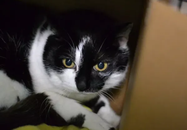 Znaleziono kota, Warszawa, 29 grudnia 2023 (1/2)