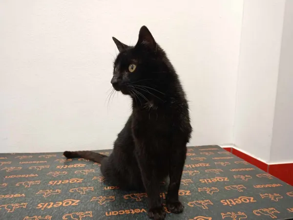 Kot do adopcji, Ropczyce, 29 grudnia 2023