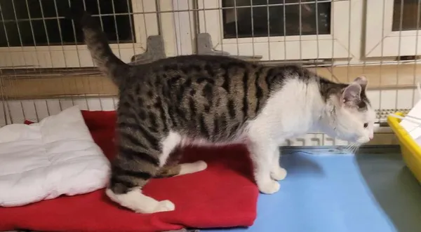 Znaleziono kota, Toruń, 28 grudnia 2023