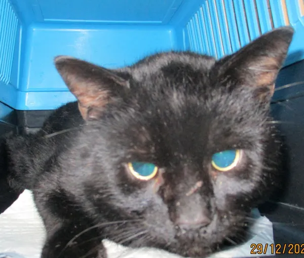 Znaleziono kota, Gdańsk, 29 grudnia 2023