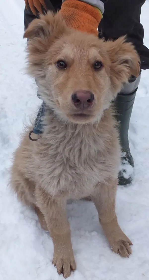 Znaleziono psa, Nowa Krępa, 8 grudnia 2023