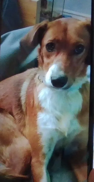 Zaginął pies, Wadowice, 29 grudnia 2023