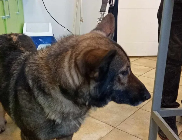 Znaleziono psa, Świdnica, 29 grudnia 2023