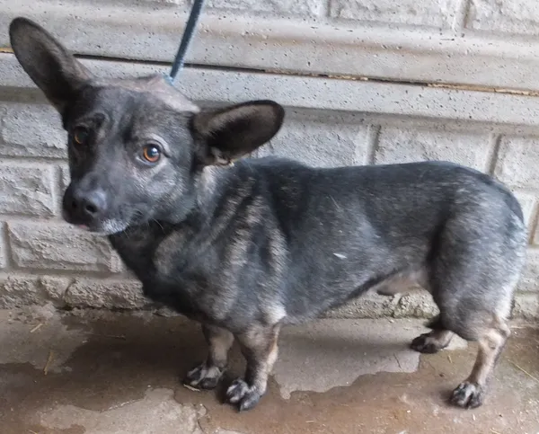 Znaleziono psa, Nowa Krępa, 7 grudnia 2023