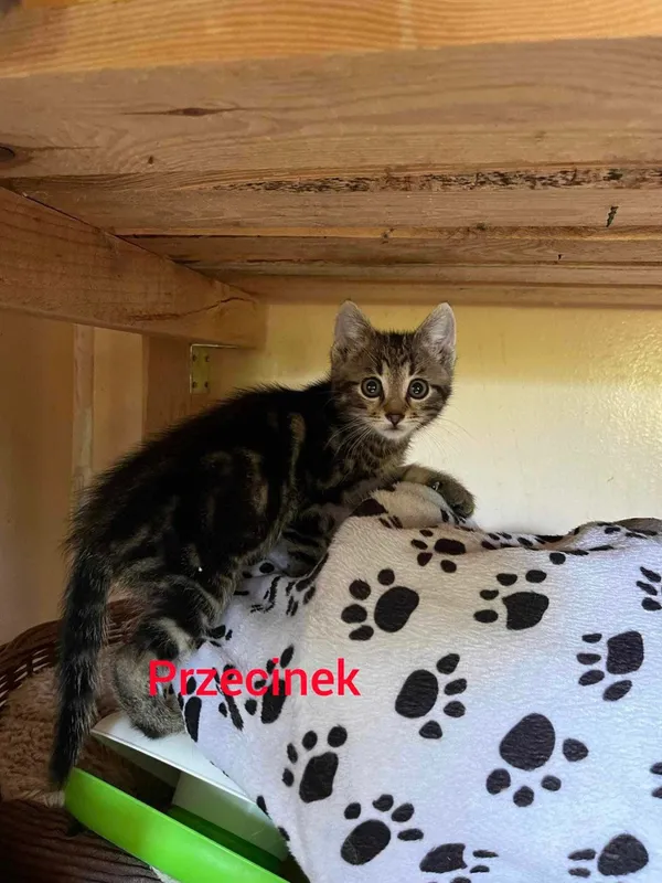 Kot do adopcji, Pionki, 15 lipca 2023 (1/3)