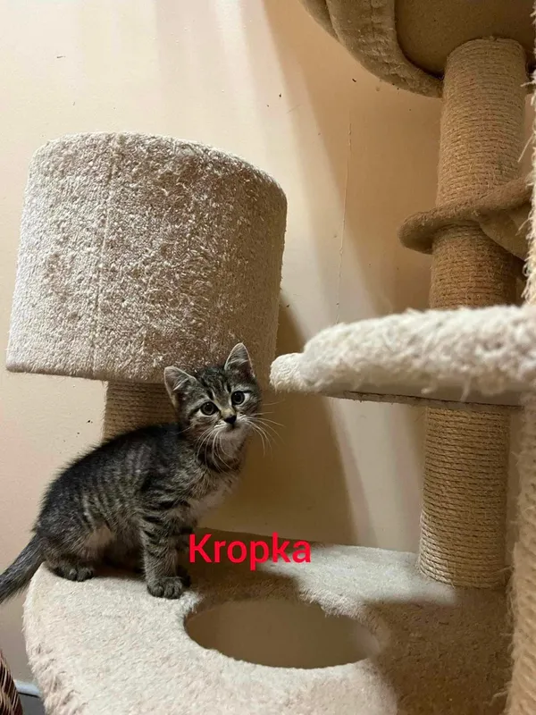 Kot do adopcji, Pionki, 15 lipca 2023 (2/3)