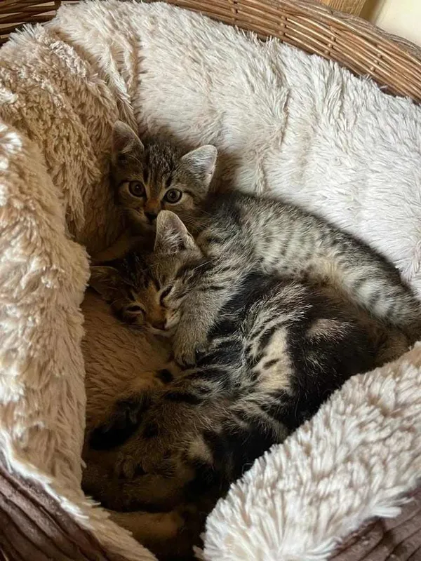 Kot do adopcji, Pionki, 15 lipca 2023 (3/3)