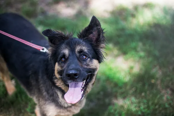 Pies do adopcji, gmina Platerówka, 29 czerwca 2019 (1/5)