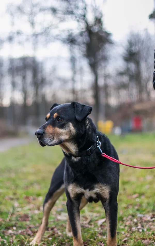 Pies do adopcji, gmina Platerówka, 6 stycznia 2020 (3/5)
