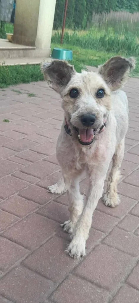 Pies do adopcji, Pionki, 17 kwietnia 2023 (1/5)