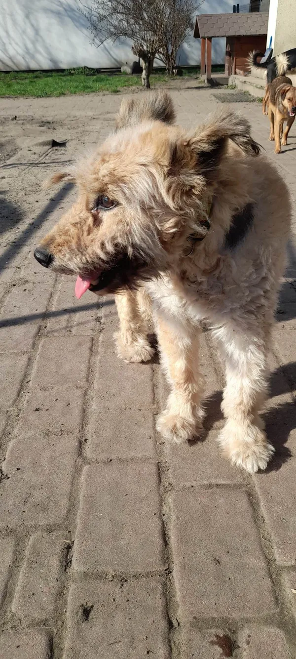 Pies do adopcji, Pionki, 17 kwietnia 2023 (4/5)