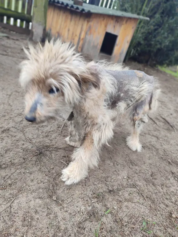 Pies do adopcji, Pionki, 17 kwietnia 2023 (5/5)