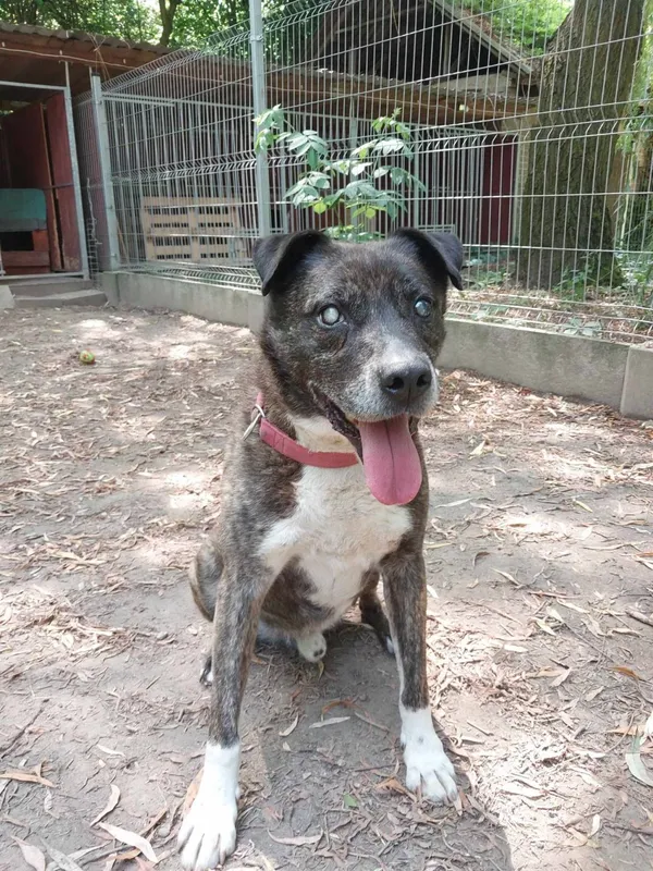 Pies do adopcji, Pionki, 15 lipca 2023 (1/3)