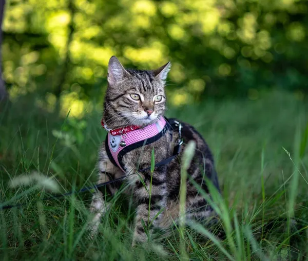 Kot do adopcji, Pionki, 11 stycznia 2023 (2/4)