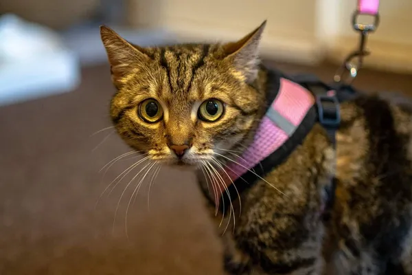 Kot do adopcji, Pionki, 11 stycznia 2023 (3/4)