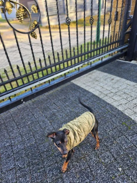 Zaginął pies, Bytów, 30 grudnia 2023 (1/2)