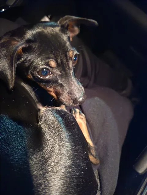 Zaginął pies, Bytów, 30 grudnia 2023 (2/2)