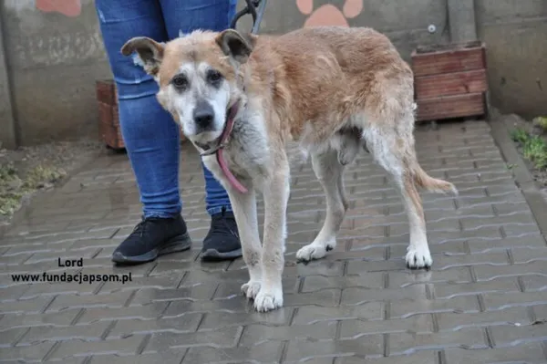 Pies do adopcji, Nowy Dwór Mazowiecki, 29 grudnia 2023 (2/5)