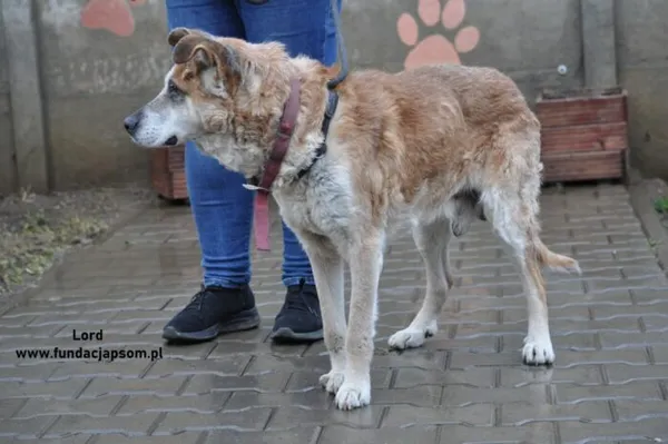 Pies do adopcji, Nowy Dwór Mazowiecki, 29 grudnia 2023 (3/5)