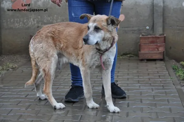 Pies do adopcji, Nowy Dwór Mazowiecki, 29 grudnia 2023 (5/5)