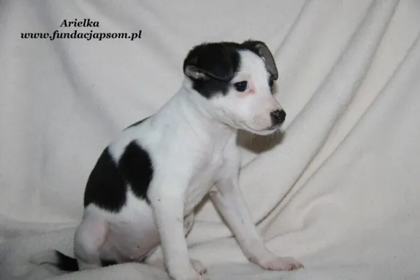 Pies do adopcji, Nowy Dwór Mazowiecki, 29 grudnia 2023 (2/5)