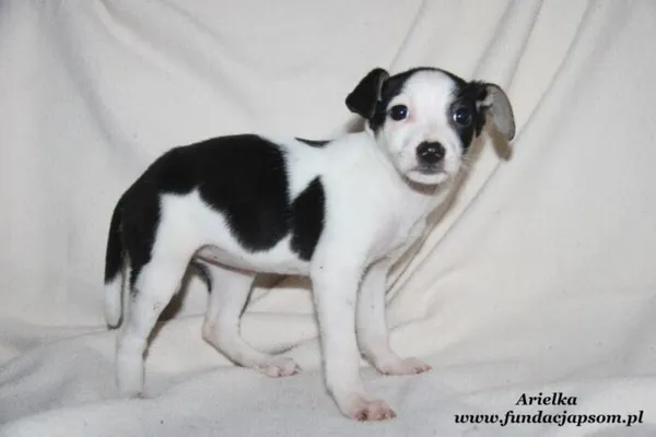 Pies do adopcji, Nowy Dwór Mazowiecki, 29 grudnia 2023 (3/5)