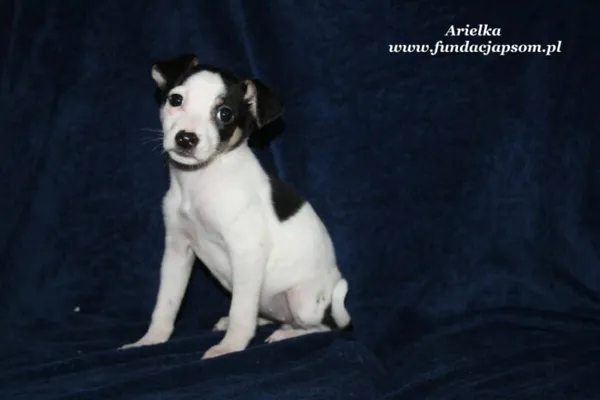 Pies do adopcji, Nowy Dwór Mazowiecki, 29 grudnia 2023 (4/5)