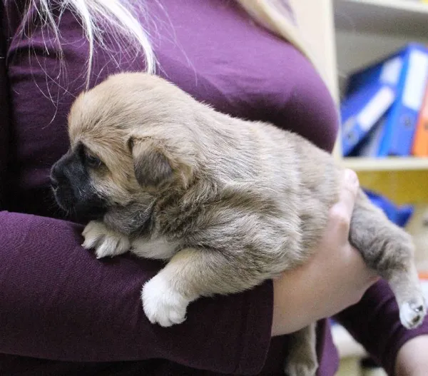 Znaleziono psa, Łódź, 30 grudnia 2023 (3/5)