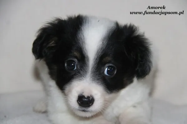 Pies do adopcji, Nowy Dwór Mazowiecki, 29 grudnia 2023 (1/5)