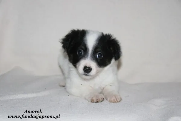 Pies do adopcji, Nowy Dwór Mazowiecki, 29 grudnia 2023 (5/5)