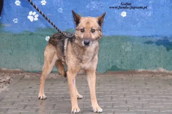 Pies do adopcji, Nowy Dwór Mazowiecki, 11 kwietnia 2025 (1/4)