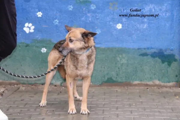 Pies do adopcji, Nowy Dwór Mazowiecki, 11 kwietnia 2025 (2/4)
