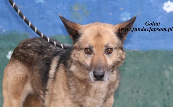 Pies do adopcji, Nowy Dwór Mazowiecki, 11 kwietnia 2025 (3/4)