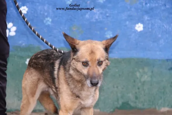 Pies do adopcji, Nowy Dwór Mazowiecki, 11 kwietnia 2025 (4/4)