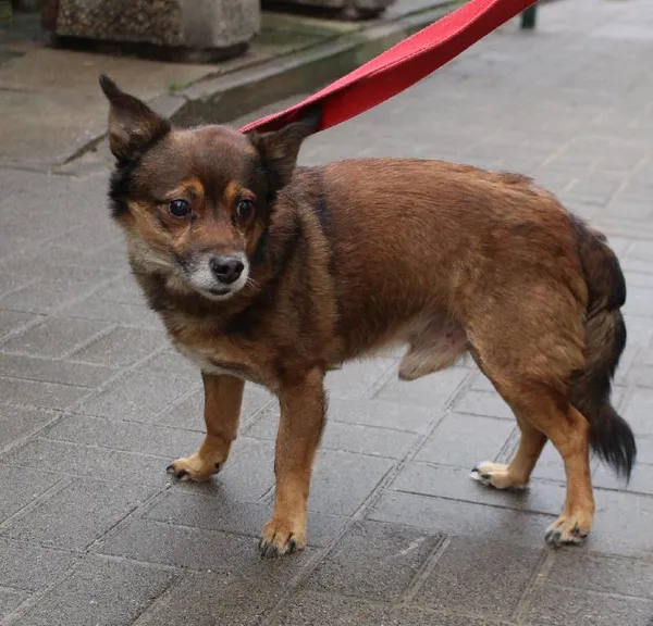 Znaleziono psa, Łódź, 29 grudnia 2023 (3/5)