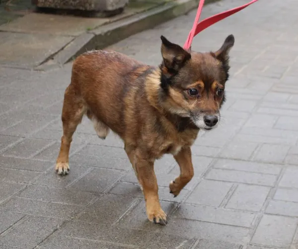 Znaleziono psa, Łódź, 29 grudnia 2023 (5/5)