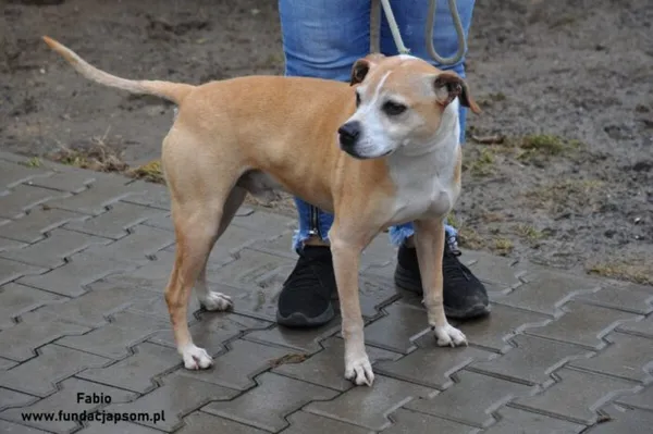 Pies do adopcji, Nowy Dwór Mazowiecki, 29 grudnia 2023 (2/5)