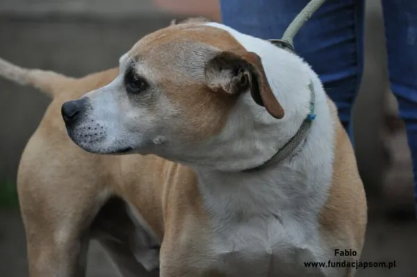 Pies do adopcji, Nowy Dwór Mazowiecki, 29 grudnia 2023 (4/5)